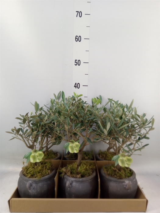 <h4>Arr.   Tuinplanten L%</h4>