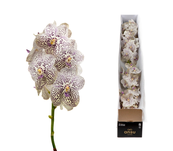 <h4>Vanda Purple Confetti X5</h4>