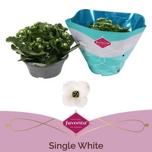 Kalanchoe Bl Gem Kar wit Schale
