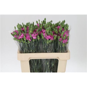 Di Te Solomio Symply Lilla