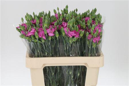 <h4>Di Te Solomio Symply Lilla</h4>