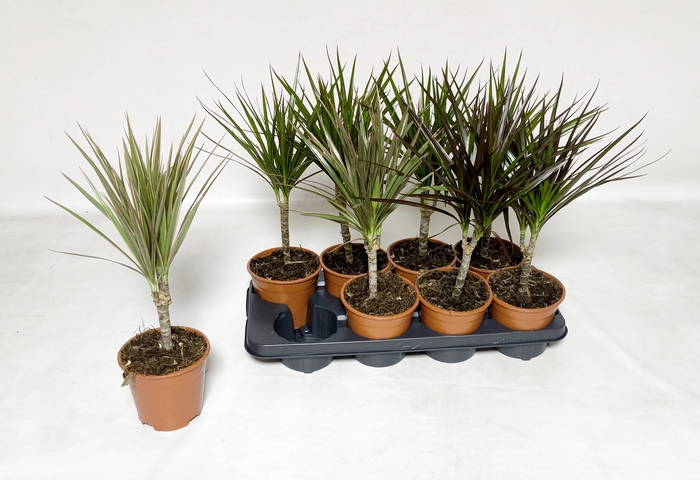 <h4>DRA MARG GEM 2 SRT</h4>