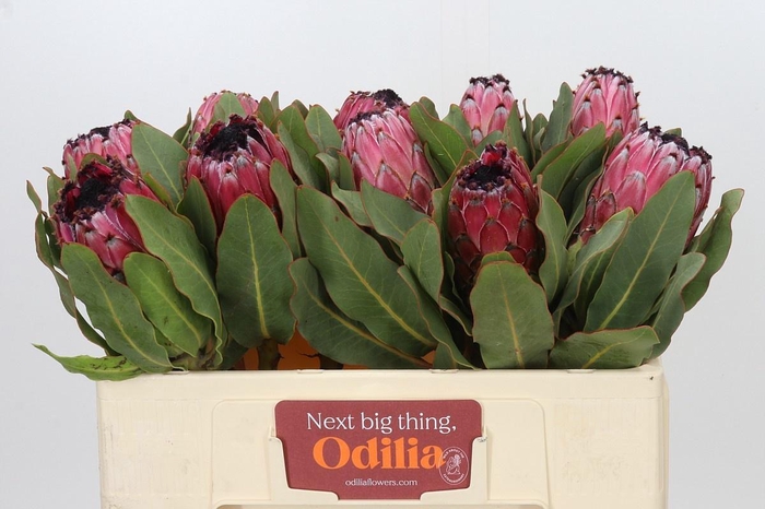 <h4>PROTEA M EA MT QUEEN</h4>