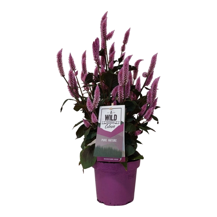<h4>Celosia arg. SP 'Wild Pink'</h4>