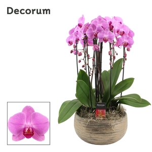 Oro cascade 6 tak symphony pink (Deco-collection)