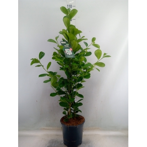 Ficus microcarpa 'Moclame'