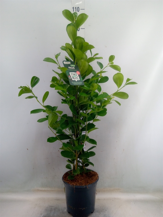 <h4>Ficus microcarpa 'Moclame'</h4>