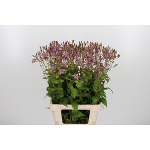 Tricyrtis