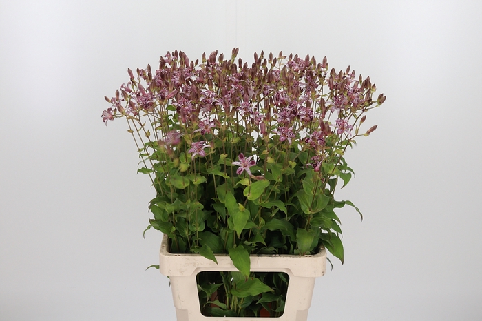 <h4>Tricyrtis</h4>