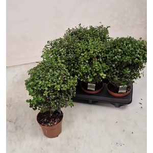 MYRSINE AFRICANA