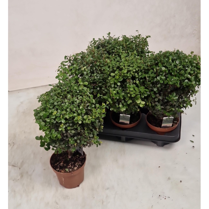 <h4>MYRSINE AFRICANA</h4>