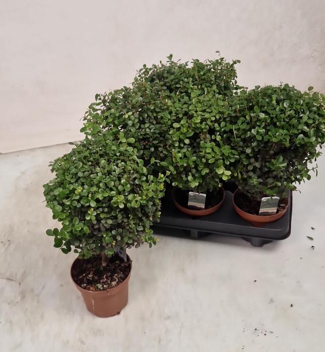 MYRSINE AFRICANA