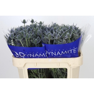 Eryngium Blue Dynamite
