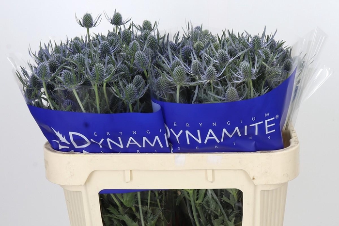 <h4>Eryngium Blue Dynamite</h4>