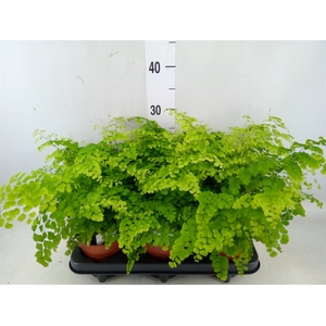 Adiantum raddi. 'Fritz-Luthi'