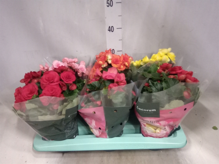 <h4>Begonia elat. DU   ...mix</h4>
