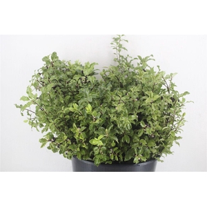 Pittosp Tenuif P Bunch