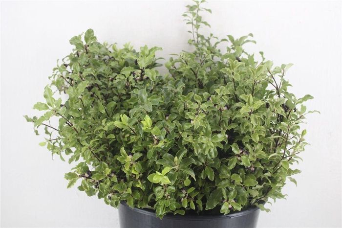 <h4>Pittosp Tenuif P Bunch</h4>