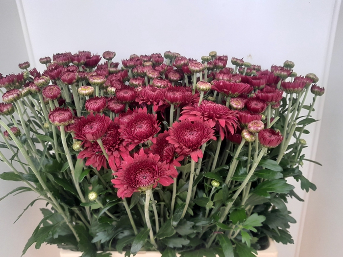 <h4>CHR T SMOKEY</h4>