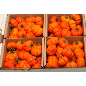 Sier Cuc Solanum Orange X4