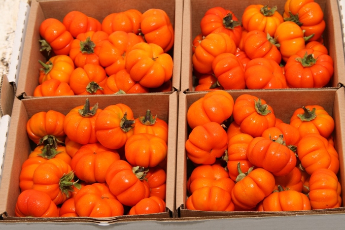 Sier Cuc Solanum Orange X4