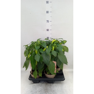 Capsicum annuum   ...peper