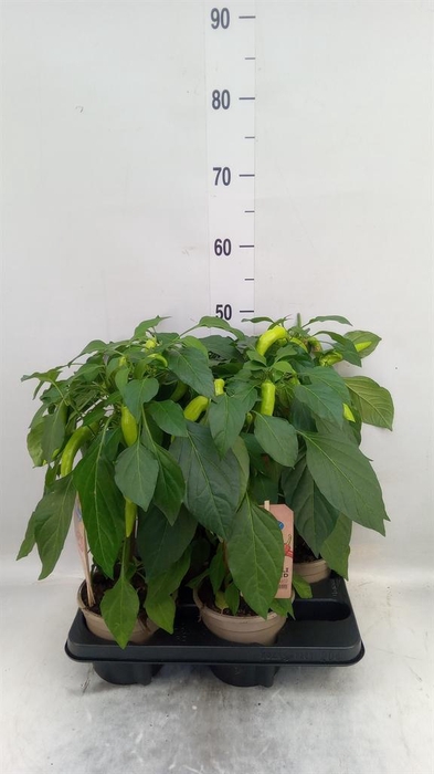 <h4>Capsicum annuum   ...peper</h4>