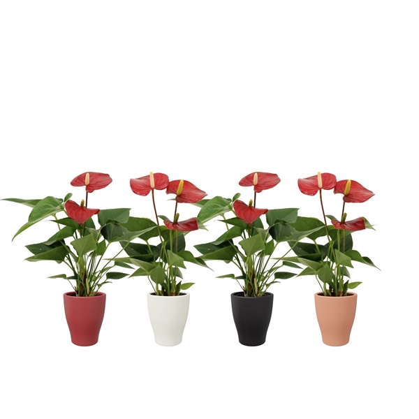 <h4>Anthurium Micra in Carly winter ceramics</h4>