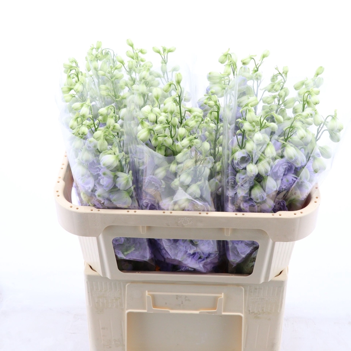 <h4>Delphinium Lavender Love</h4>
