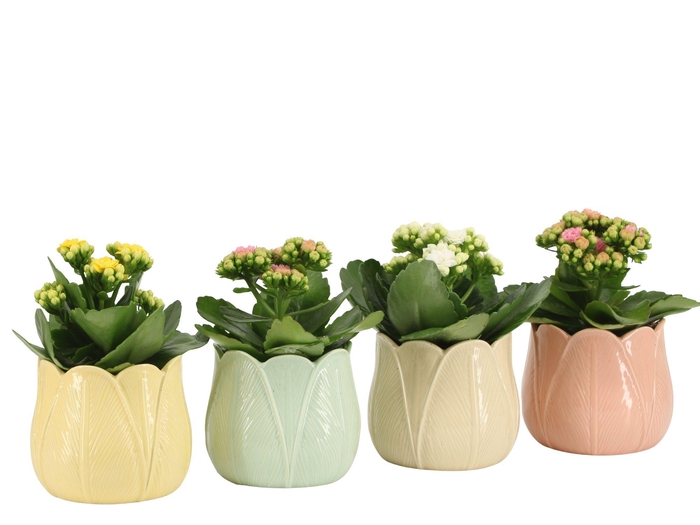 <h4>4501138: Solutionss Easter</h4>