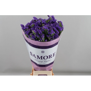Limonium sinuatum 'Acqua Sun Birds'