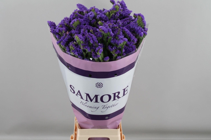 <h4>Limonium sinuatum 'Acqua Sun Birds'</h4>