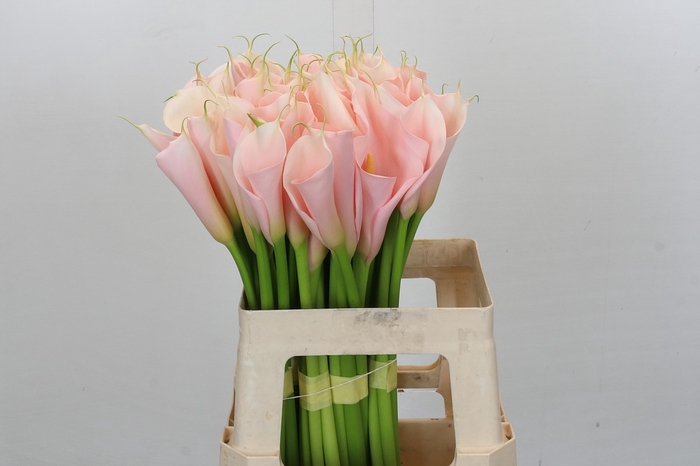 <h4>Zantedeschia Eydolls Salmon</h4>