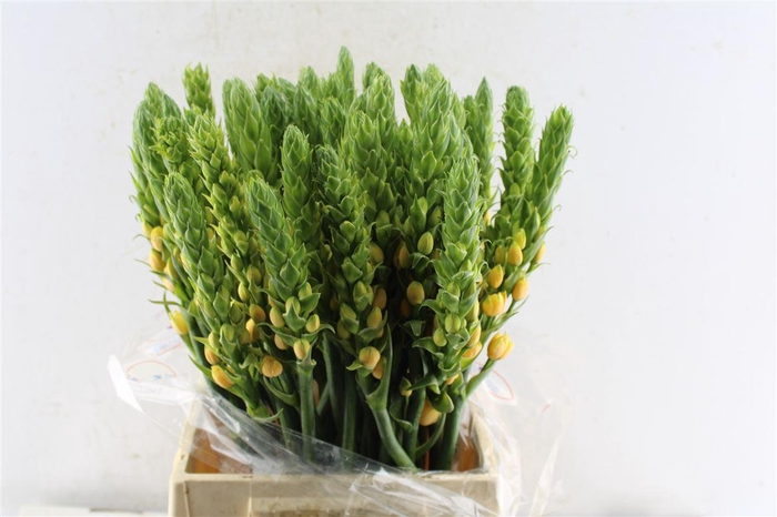 Ornithogalum Db Splash Star