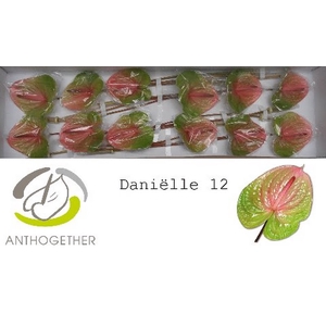 Anth A Danielle 13 cm X12 Oosterzon