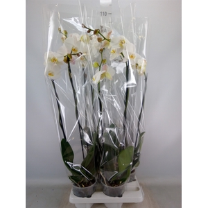 Phalaenopsis   ...white