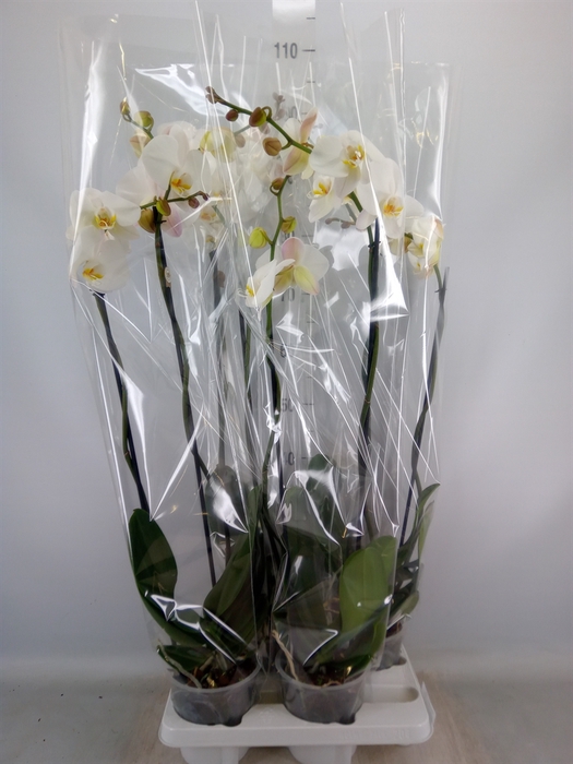 <h4>Phalaenopsis   ...white</h4>