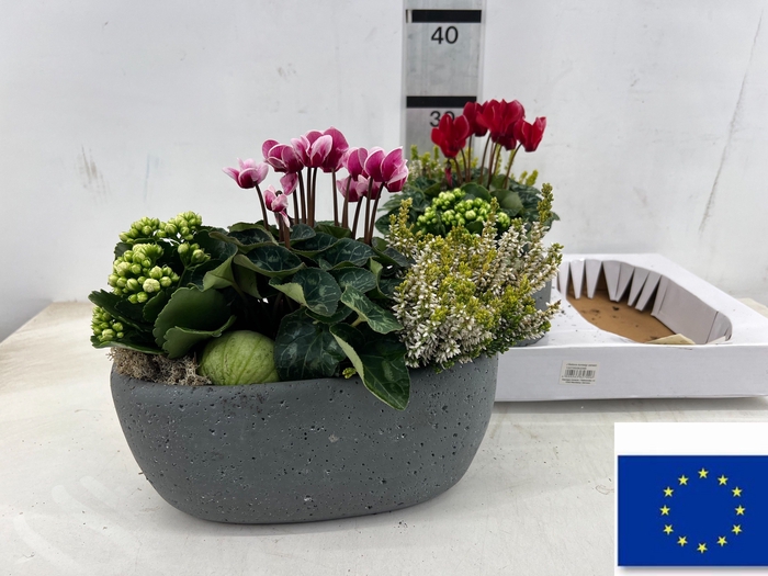 <h4>ARR TUINPLANTEN</h4>