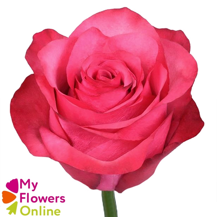 <h4>R Gr Lola Hot Pink 60cm EC</h4>
