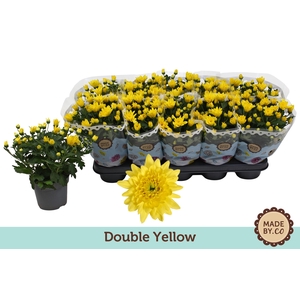 Chrysant Double Yellow
