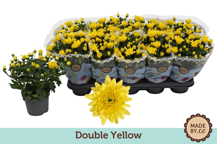 <h4>Chrysant Double Yellow</h4>