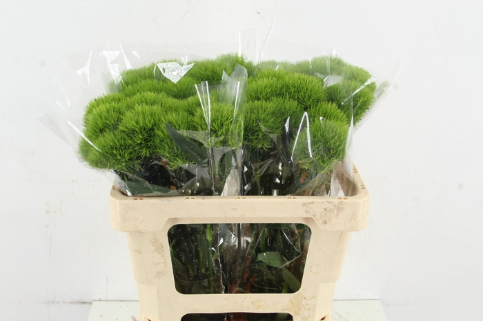 <h4>DI BARB KIWI MELLOW</h4>