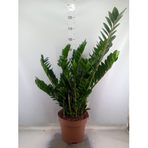 Zamioculcas zamiifolia