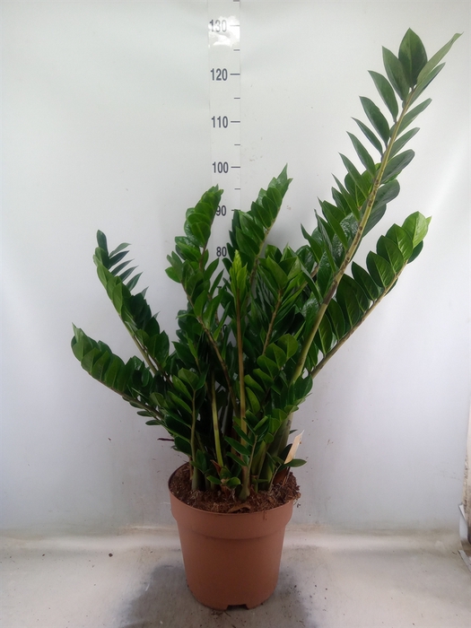 <h4>Zamioculcas zamiifolia</h4>