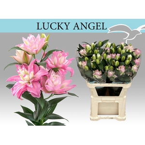 Lilium or dbl lucky angel