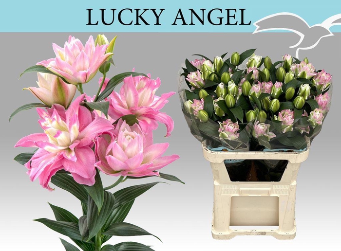 <h4>Lilium or dbl lucky angel</h4>