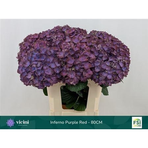Hydr M My Inferno 80cm