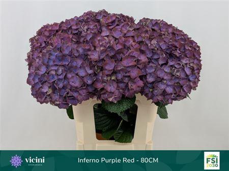 <h4>Hydr M My Inferno 80cm</h4>