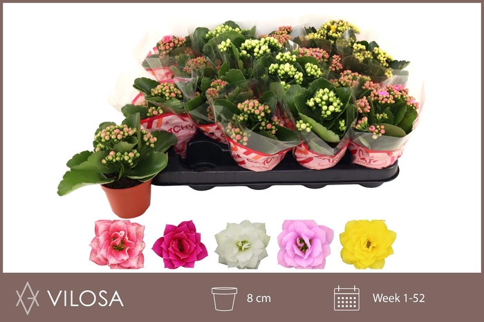 <h4>KAL GE GEM 5 KL</h4>