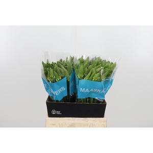 Ornithogalum T Mount Fuji